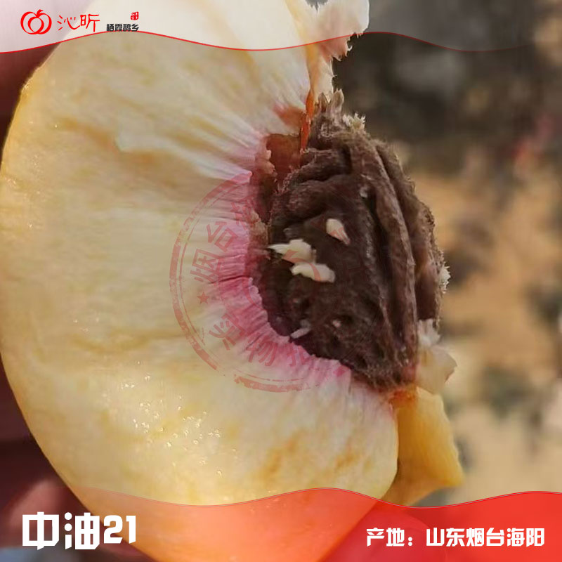 果核与果肉特写