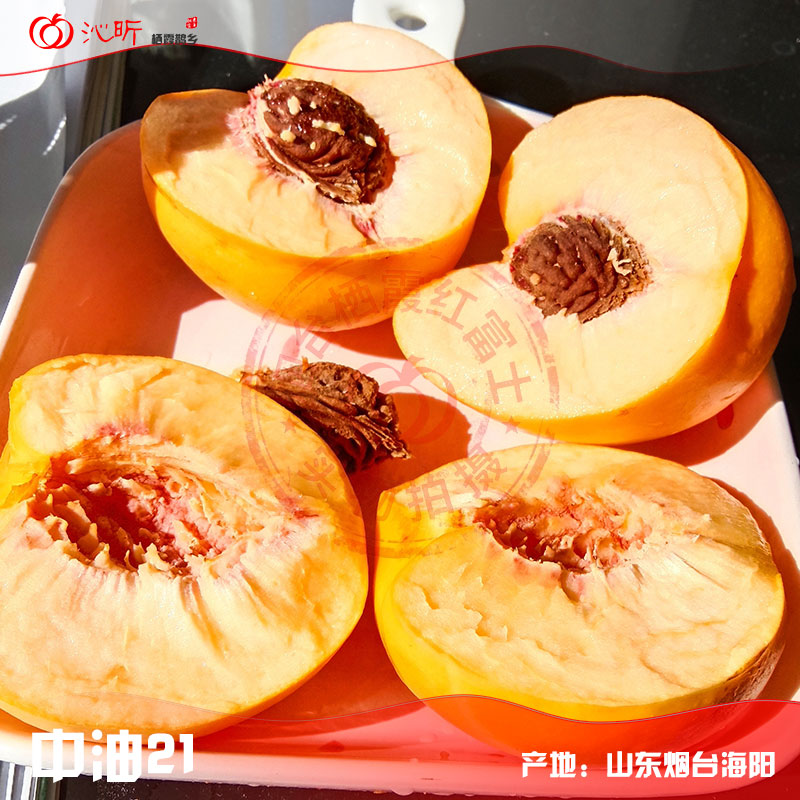 中油21号黄油桃 中油21号黄油桃 果肉金黄 实拍